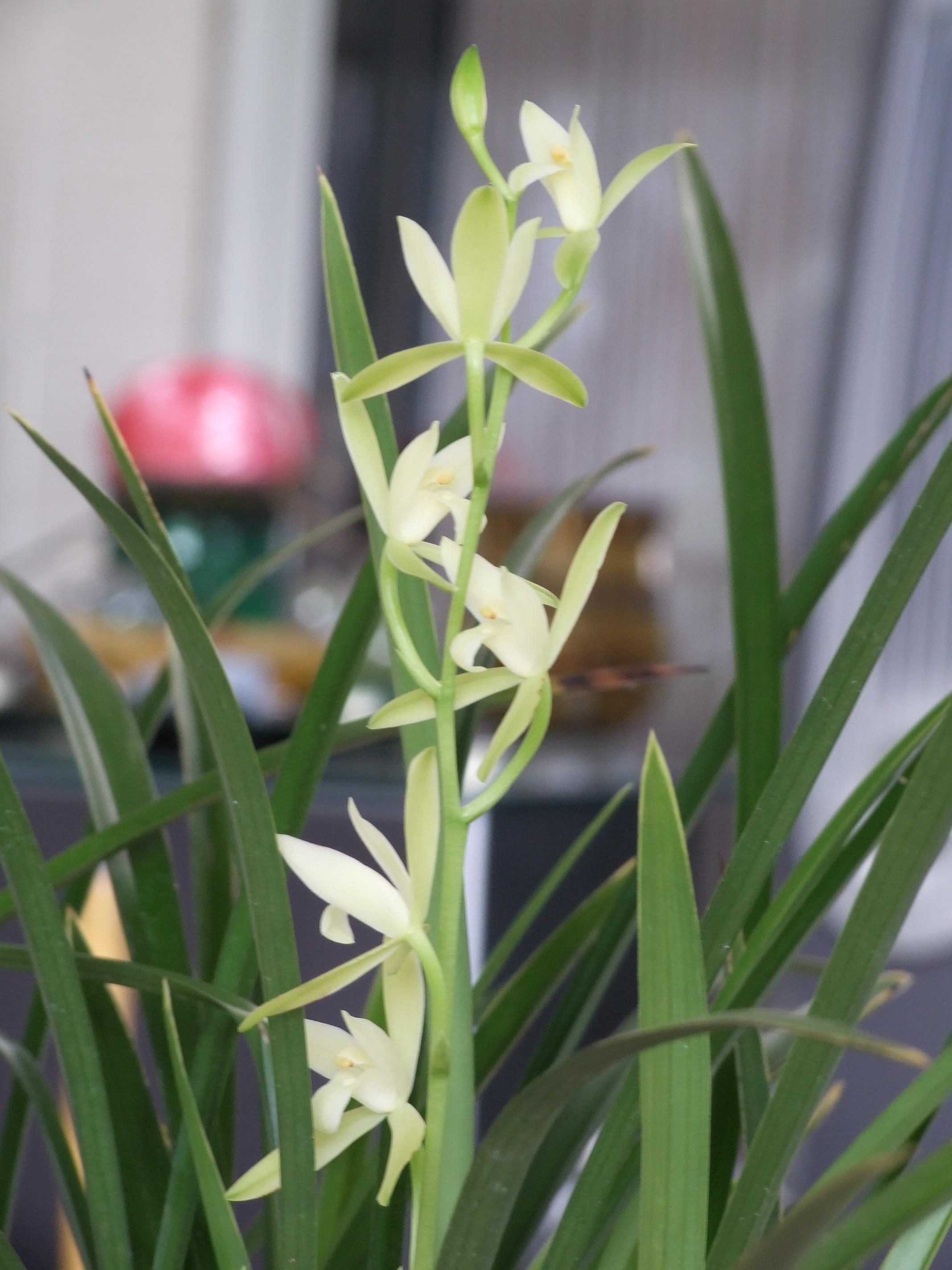 Cymbidium ensifolium 'Tian Siang'